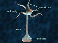 анатомия нейрона.jpg