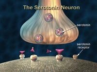 Нейрон серотонина - главная мишень экстази.jpg