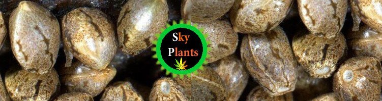 Hydra  Sunny_Sky Plants.jpg