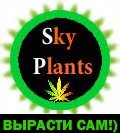 Hydra  Sunny_Sky Plants top.jpg