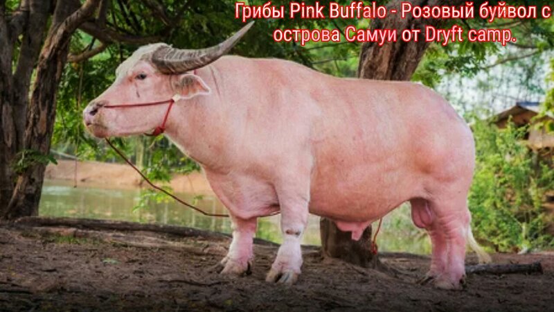 MEGA-KRAKEN-OMGOMG-HYDRA-DARKMARKET- Origins and Legends of Pink Buffalo.jpg