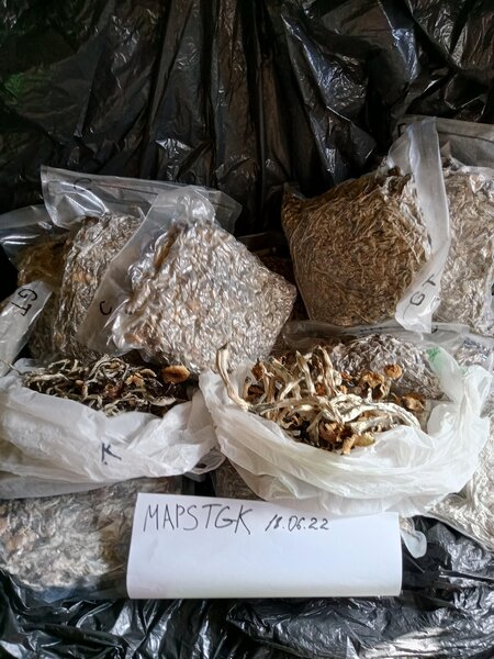 MapsTGK Mushrooms - Golden Ticher and Cambodia.jpg