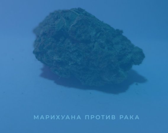марихуана.PNG