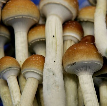 Psilocybin mushrooms Hydra.jpg