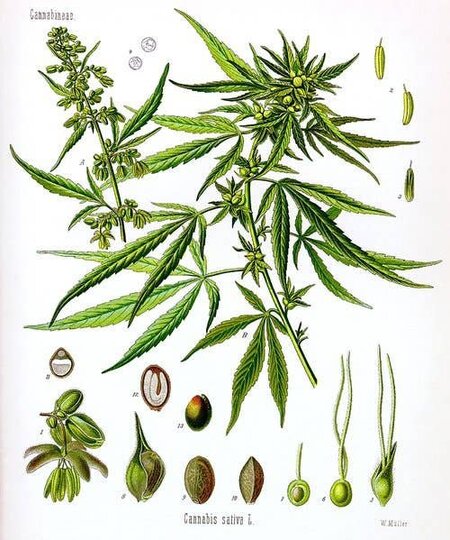 Hydra Marijuana bush.jpg