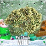 ☘ VHQ Шишки White Russian ☘
