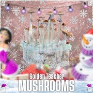 Псилоцибиновые грибы Golden Teacher